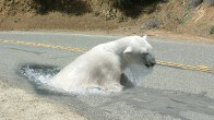 GIMP 2.8 Bear in the Road