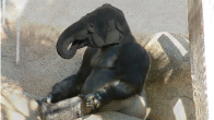 GIMP 2.8 Gorilla and Elephant Combined